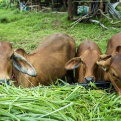 WAJIB TAHU! 8 Tips Cara Memilih Hewan Kurban yang Baik untuk Idul Adha