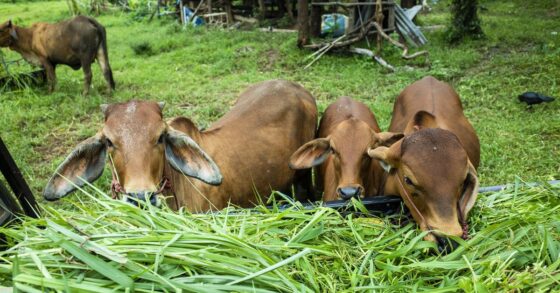 WAJIB TAHU! 8 Tips Cara Memilih Hewan Kurban yang Baik untuk Idul Adha