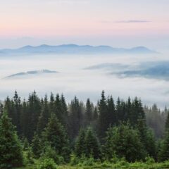 9 Jenis-jenis Pohon Cemara dan Manfaatnya Bagi Kehidupan