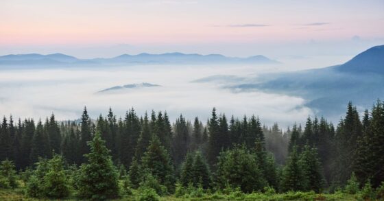 9 Jenis-jenis Pohon Cemara dan Manfaatnya Bagi Kehidupan