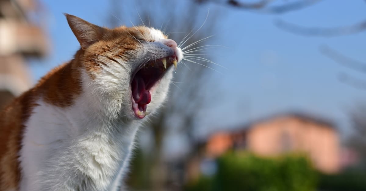 100 Ide Nama Kucing Lucu yang Bagus