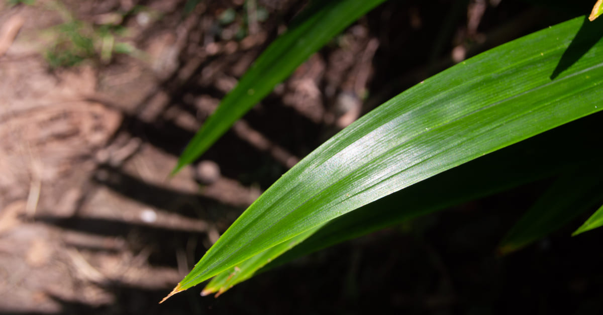 Efek Buruk Daun Pandan