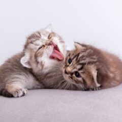 100 Ide Nama Kucing yang Lucu, Bagus dan Unik