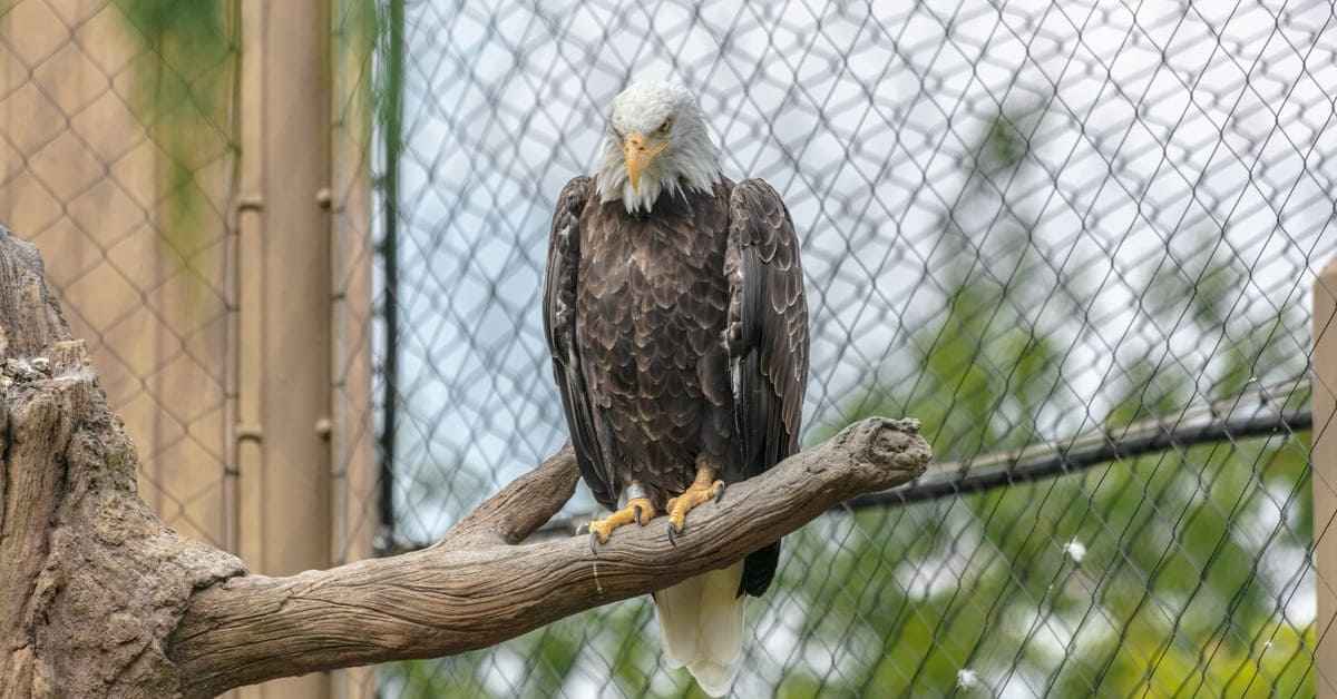 Pengertian Jaring-Jaring Makanan