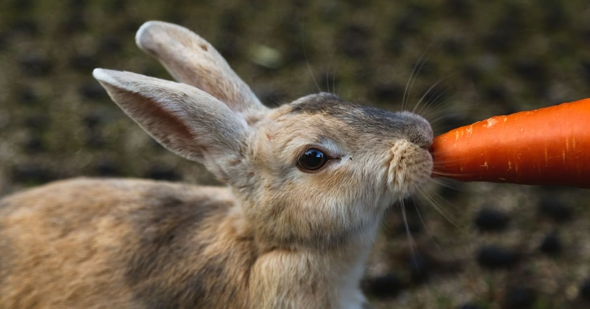 Struktur Jaring-Jaring Makanan