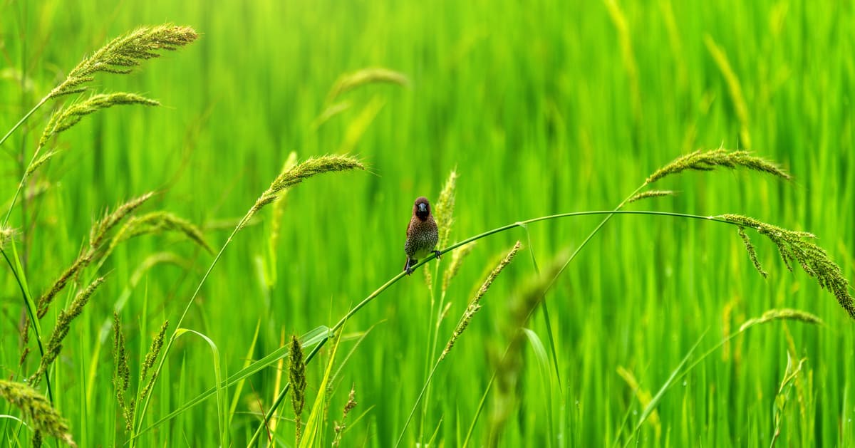 Apa Perbedaan Jaring-Jaring Makanan dan Rantai Makanan