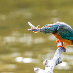 Jaring-Jaring Makanan: Hubungan Antarorganisme dalam Ekosistem