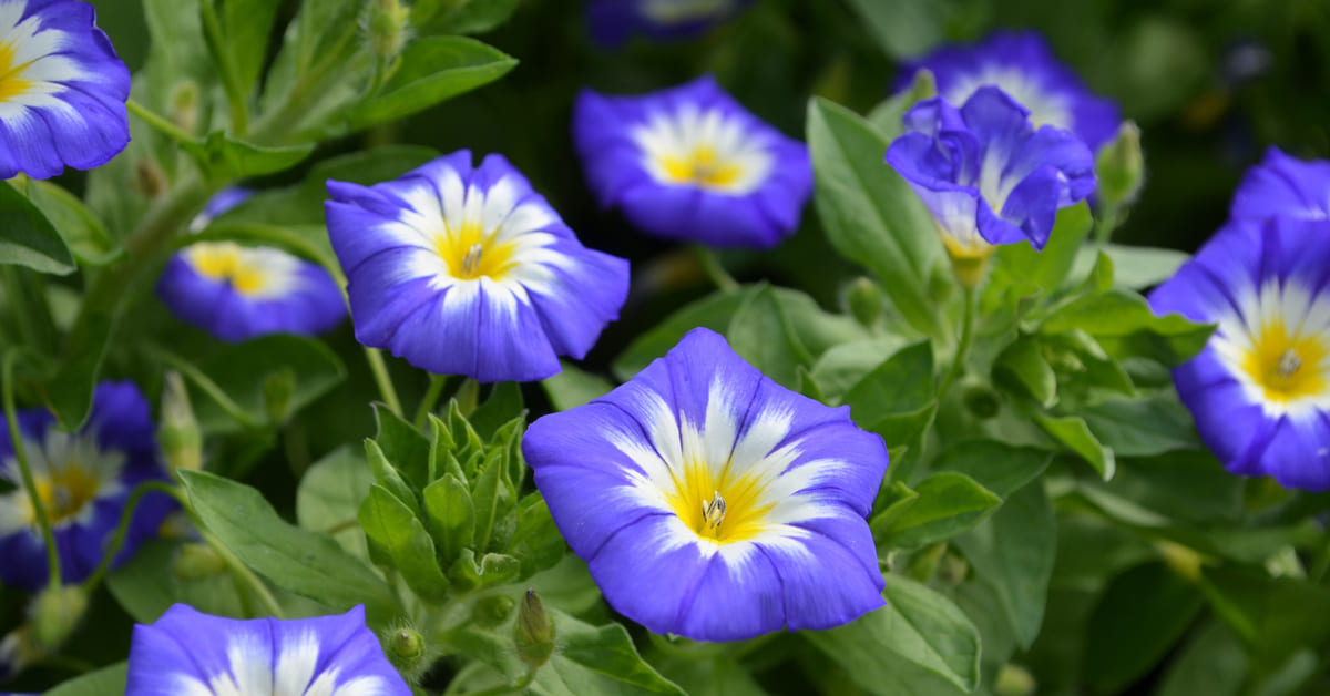 Efek Samping Bunga Telang