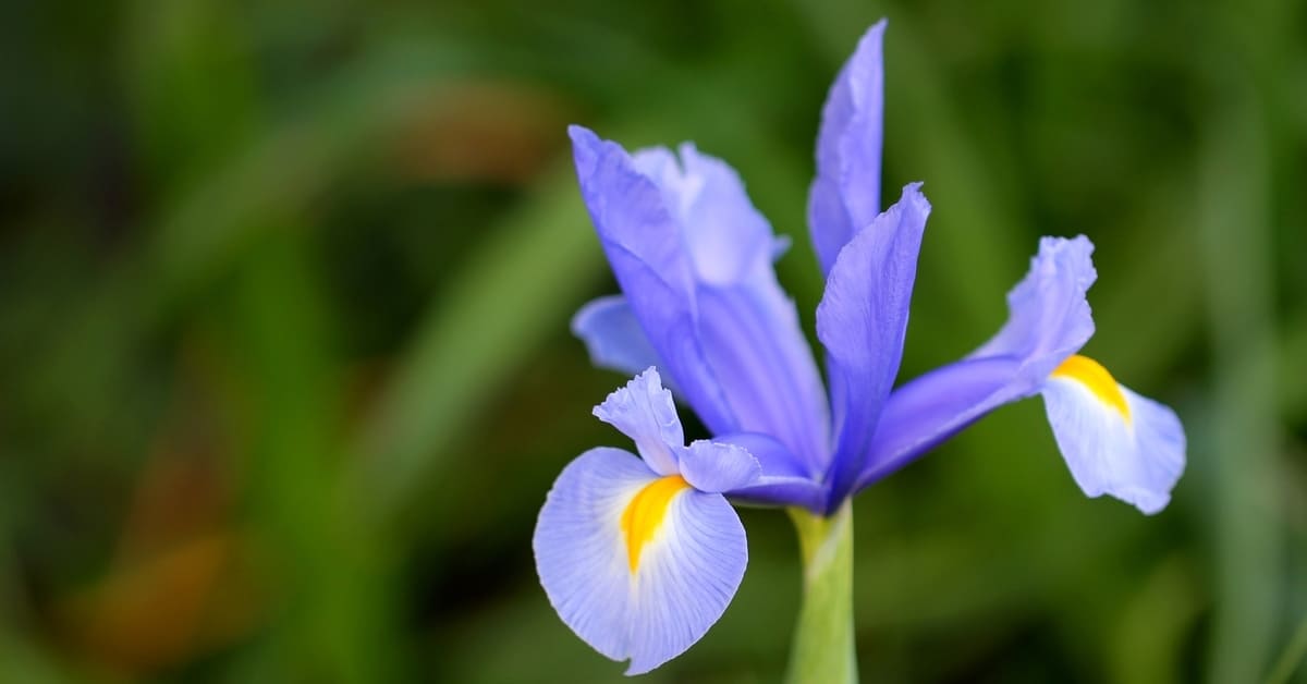 Cara Mengolah Bunga Telang untuk Dikonsumsi