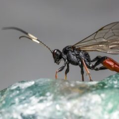 Kenapa Laron Sering Muncul Saat Musim Hujan? Ini Fakta Uniknya