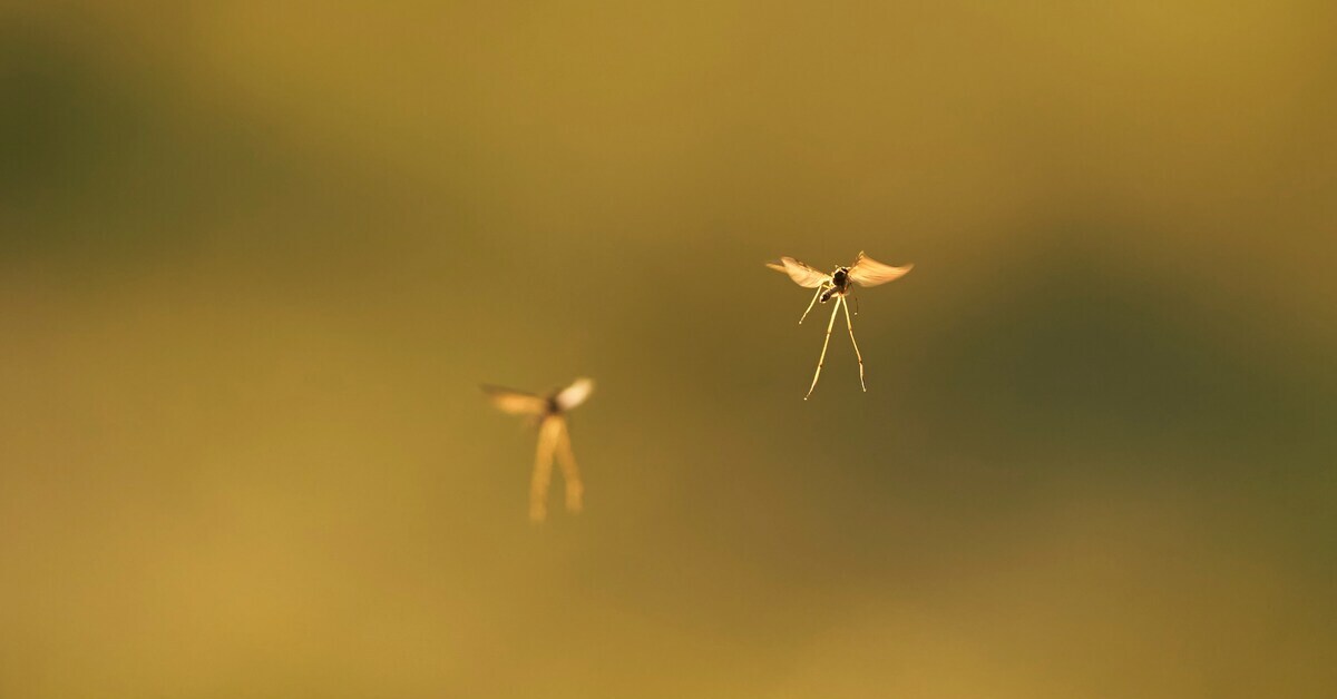 Kenapa Laron Sering Muncul di Musim Hujan